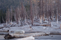 Dead trees at Horseshoe Lake.