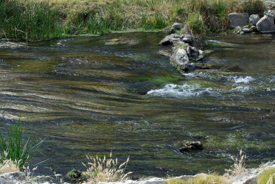 The creek is full of long grass that apparently likes the warm water.