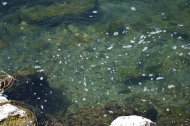 Small fish (minnows) prefer the warmer water.  Larger fish (trout) prefer cooler water.