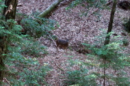 A buck watches us from a safe distance.