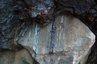 Sap from a large fir tree growing on a rock