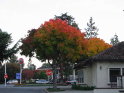 Tree turning in Los Altos