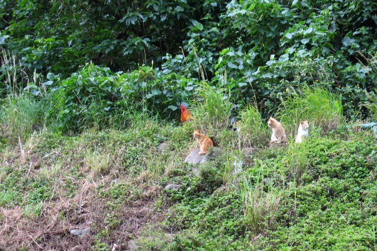 Wild cats and one large rooster.