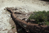 David thought this fallen tree looked like a dragon with a broken back.