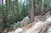 The trail through the forest on the way back to the trailhead at Tioga Rd.