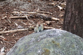 A fat feisty chipmunk smiles for the camera, hoping for some of David's GORP.