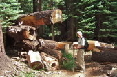 David examines some red fir trees that had fallen across the trail and been cut.