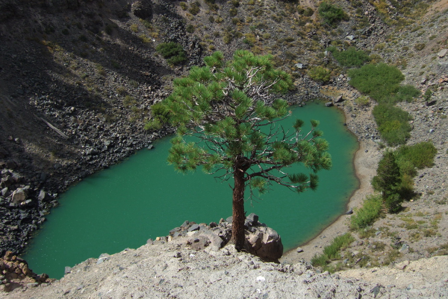A lone, young ponderosa pine stands on an outcropping above the pool in the crater.