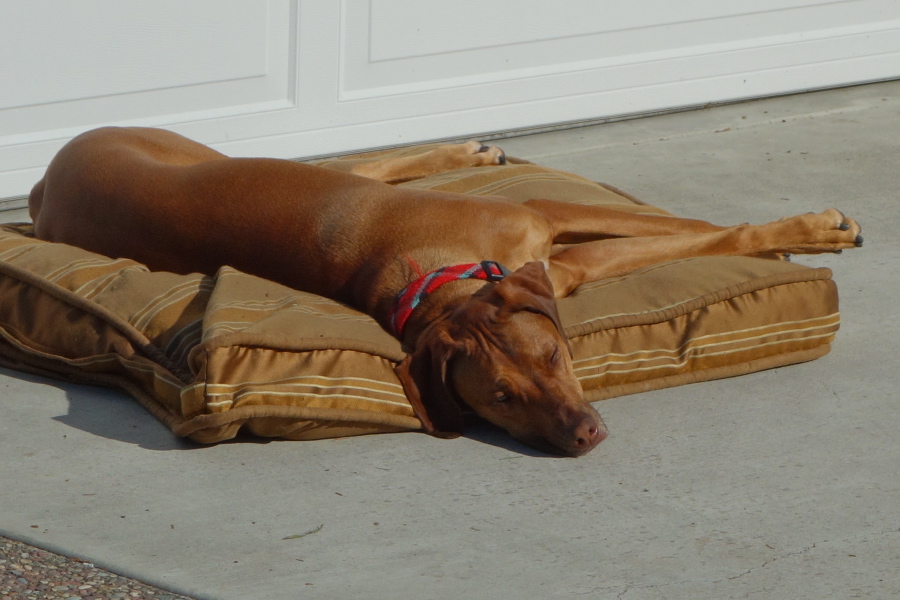 Napping on his bed in the sun