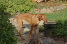 A drink from the bird bath