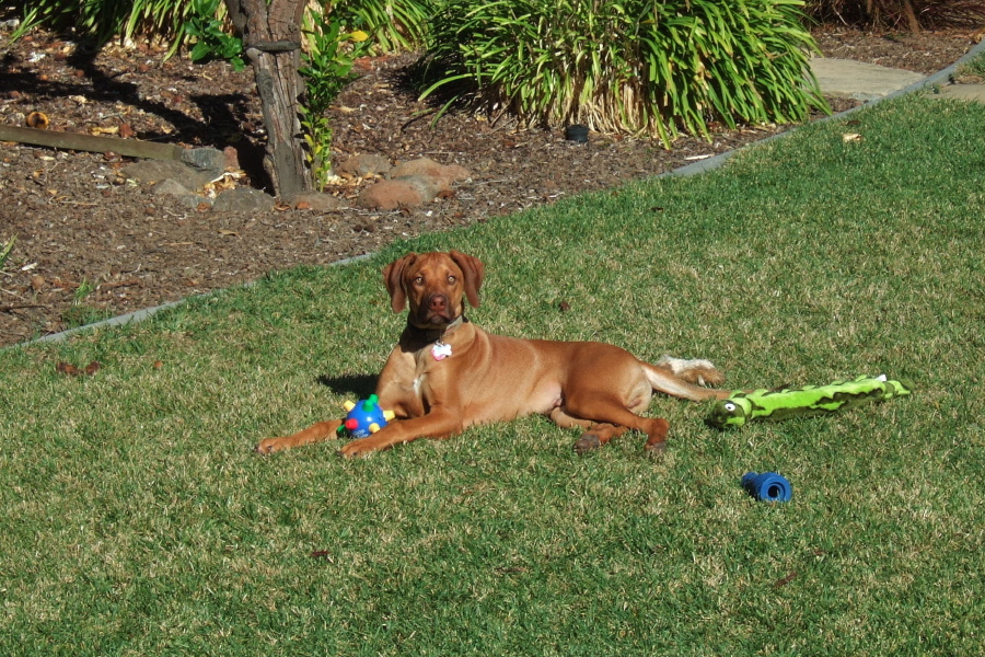 Jack sits with his toys on the lawn.