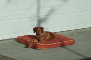 Jack enjoys his bed in the warm sun.