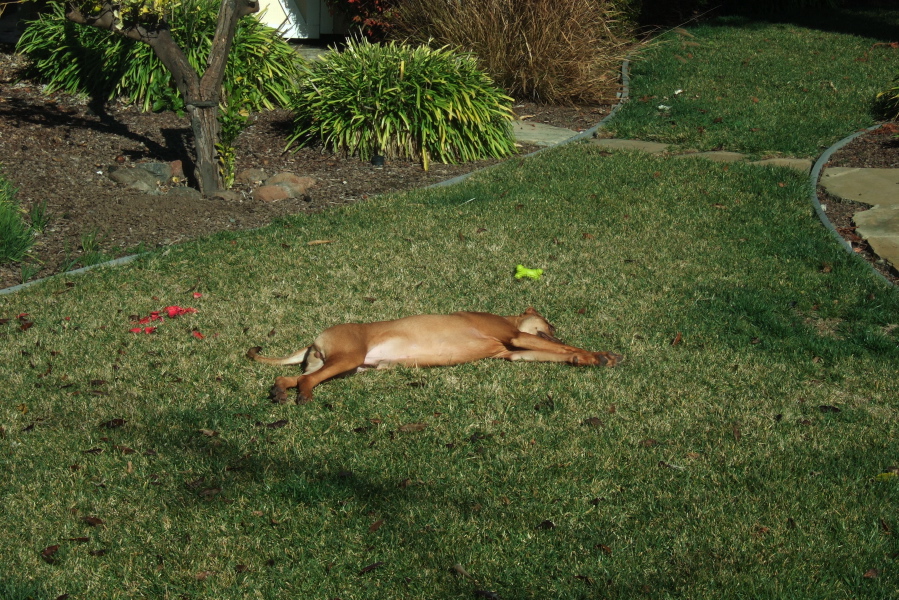 Jack basks on the lawn.