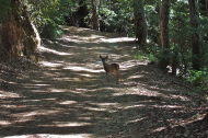 A curious young doe approaches me on Gazos Creek Road.