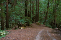 Descending Gazos Creek Rd., in the canyon 2 (560ft)