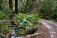 Descending Gazos Creek Rd., in the canyon 3 (500ft)