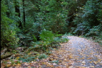 Descending Gazos Creek Rd., in the canyon 4 (480ft)