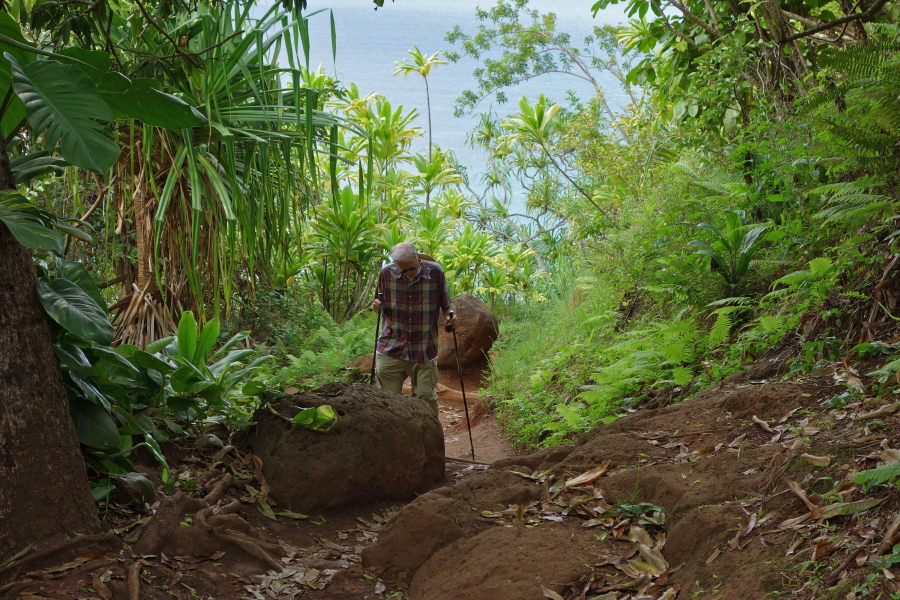 Many roots and boulders lie in the trail.