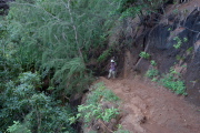 David climbs past a volcanic rock wall and an ironwood tree.