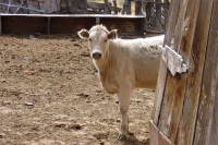 A curious cow at the corral behind the motel.