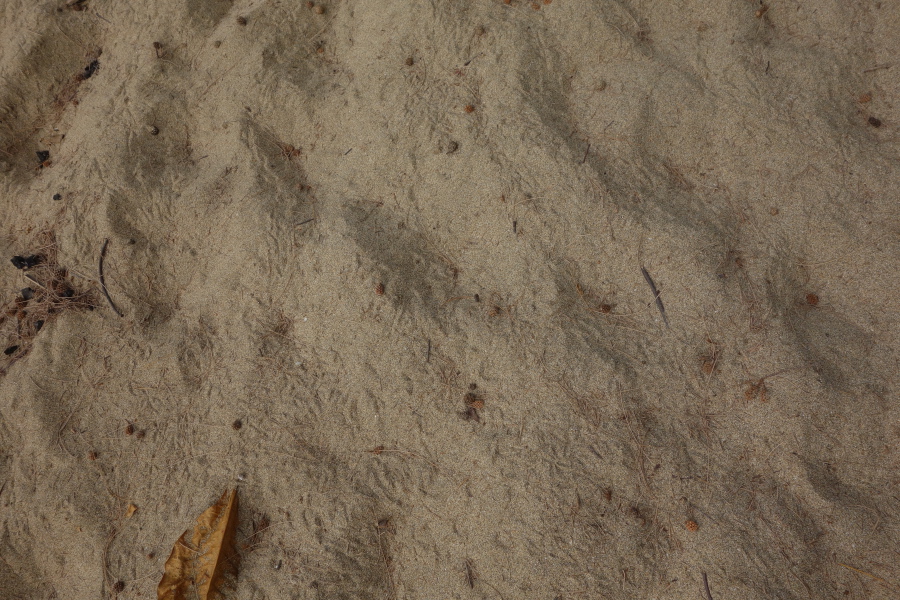 Chicken footprints on the sand at Ke'e Beach