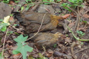 Mother hen and chick