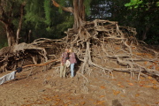 David and Kay stand before the massive root system of these ironwood trees.