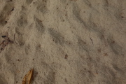Chicken footprints on the sand at Ke'e Beach