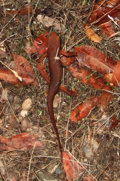 California Newt (Taricha torosa)