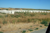 Passing calf houses associated with a feedlot