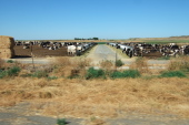 Passing a feedlot on ID75
