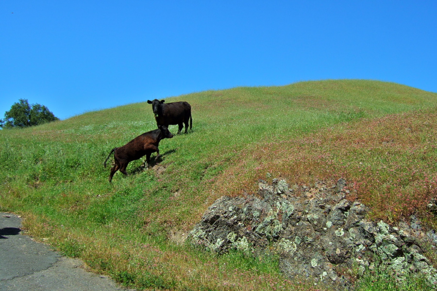 One young steer stumbles up the hill to get away from the strange things on the road