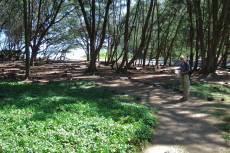 David waits in the shade of ironwood trees at Pololu Beach.