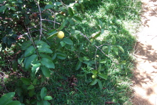 One of many guava trees we found along the trail.