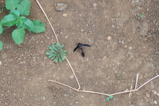 A delta black vespid wasp rests on the trail.