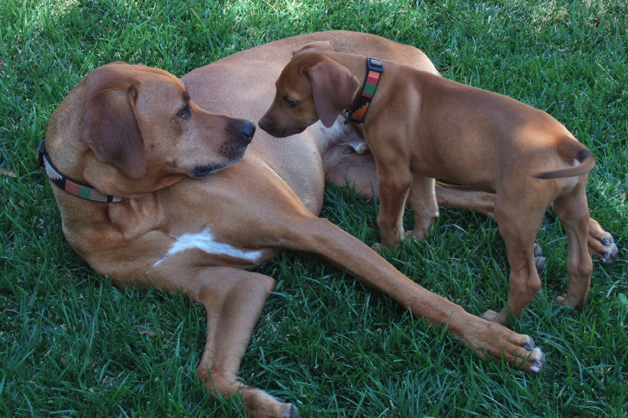 Touching noses