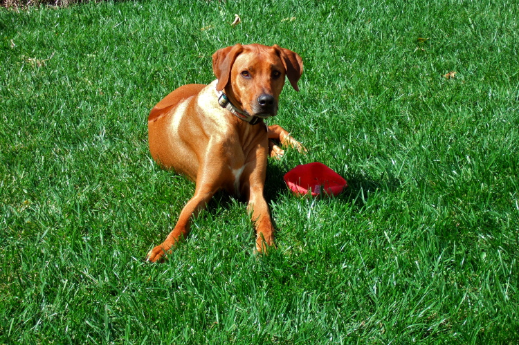 Kumba and his toy, a torn and deflated rubber ball.