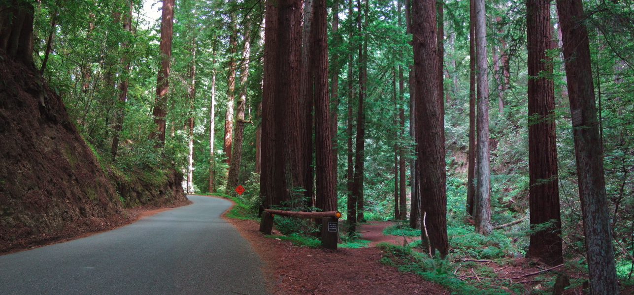The Heritage Grove (redwoods)