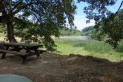 A picnic table sits beneath an oak tree.