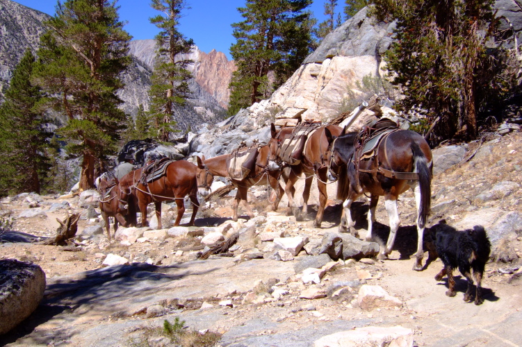 A pack train descends to Lake Sabrina.