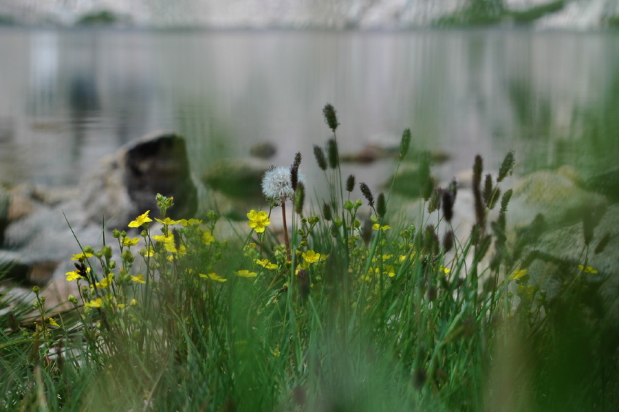 Dandelion going to seed amidst Drummond's cinquefoil (Potentilla drummondii) at Upper Lamarck Lake