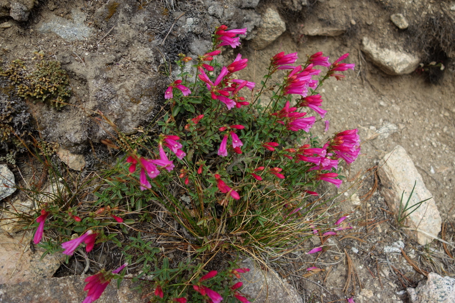 Eaton's penstemon (Penstemon eatonii)