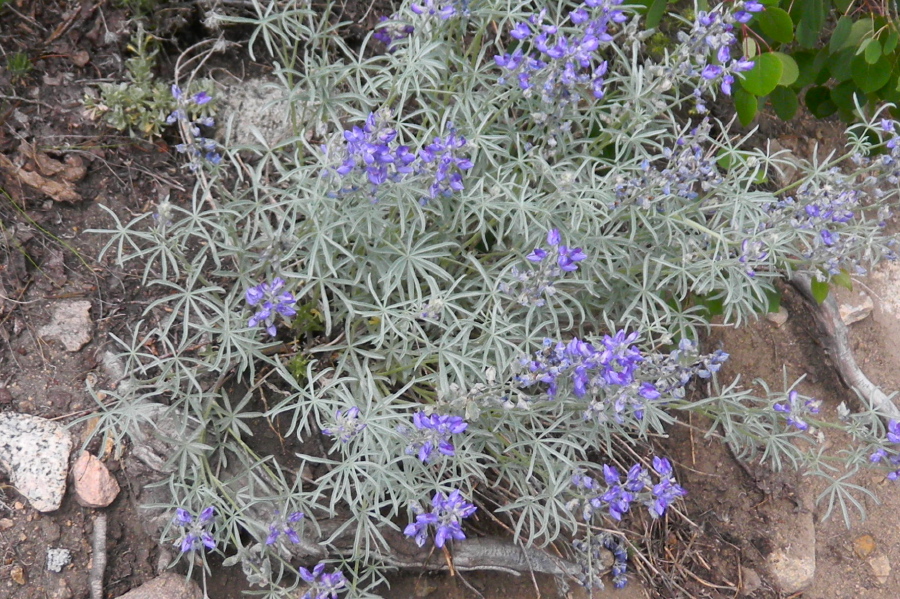 Silvery lupine (Lupinus argenteus) and 