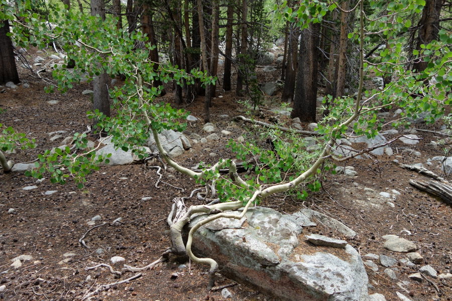 Aspens bent by the weight of winter snow