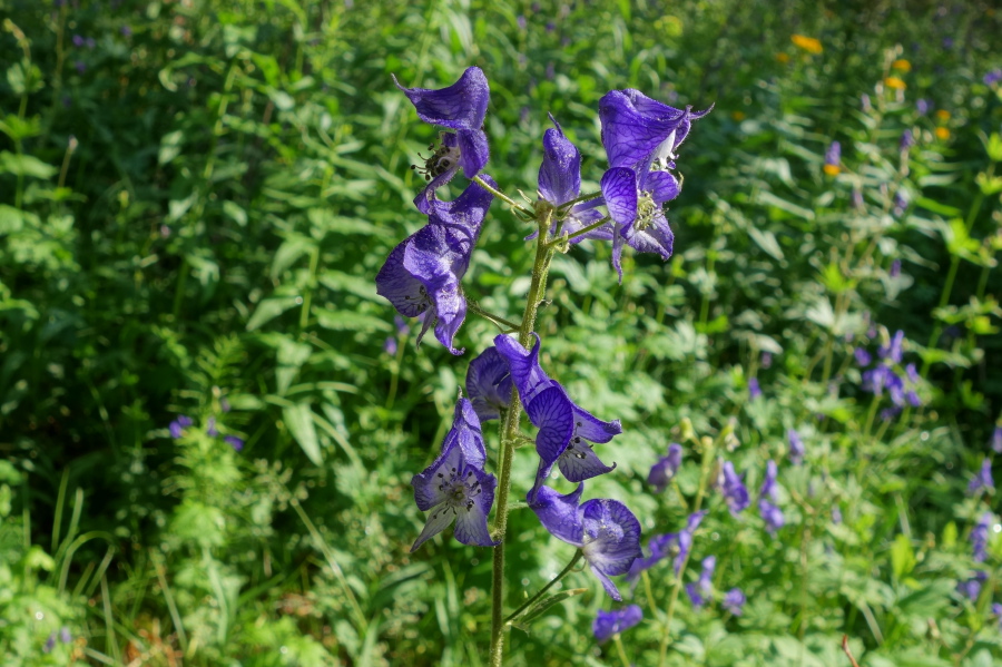 Colombian Monkshood (Aconitum columbianum)