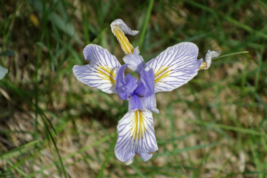 Rocky Mountain iris (Iris missouriensis)