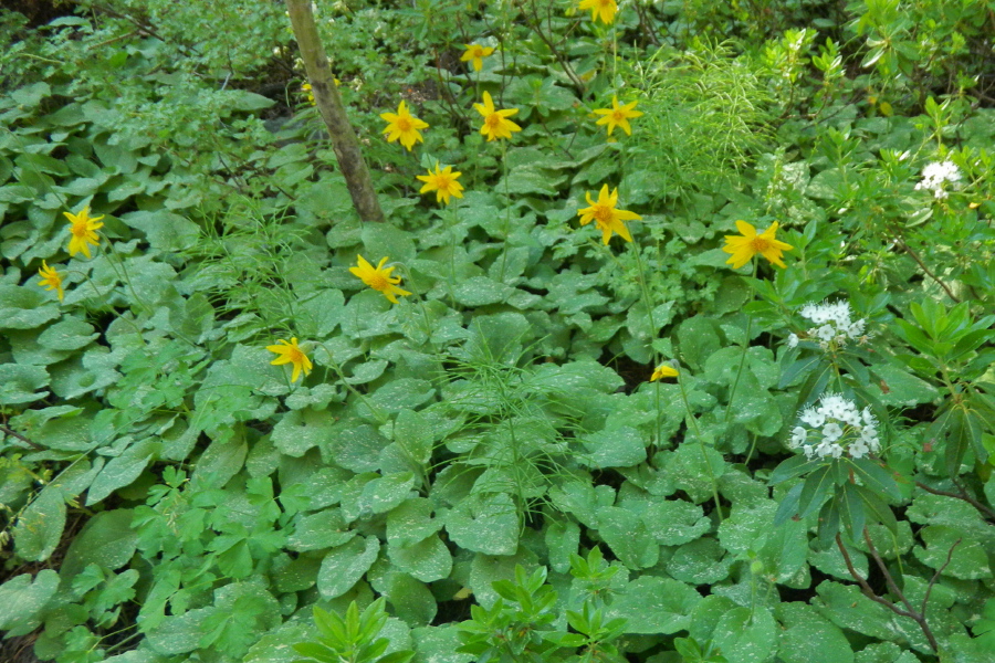 Broadleaf arnica (Arnica latifolia) and Western labrador tea (Rhododendron columbianum)