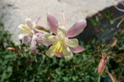 Sierra columbine (Aquilegia pubescens)