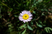 Parry's Townsend Daisy (Townsendia parryi)