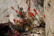 Wavyleaf Indian paintbrush (Castilleja applegatei) grows well in this sheltered spot amongst the rocks.
